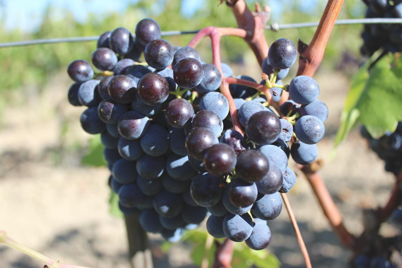 Cordella In Montalcino Wine Resort 外观 照片