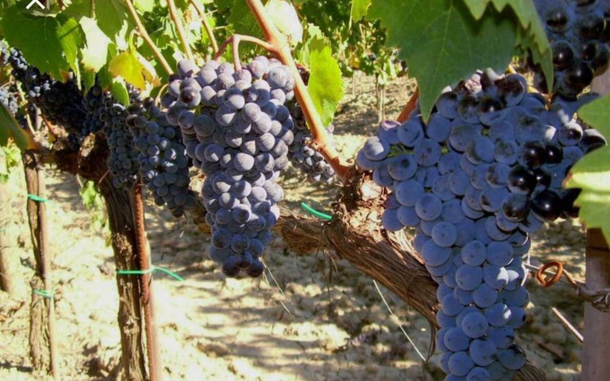 Cordella In Montalcino Wine Resort 外观 照片
